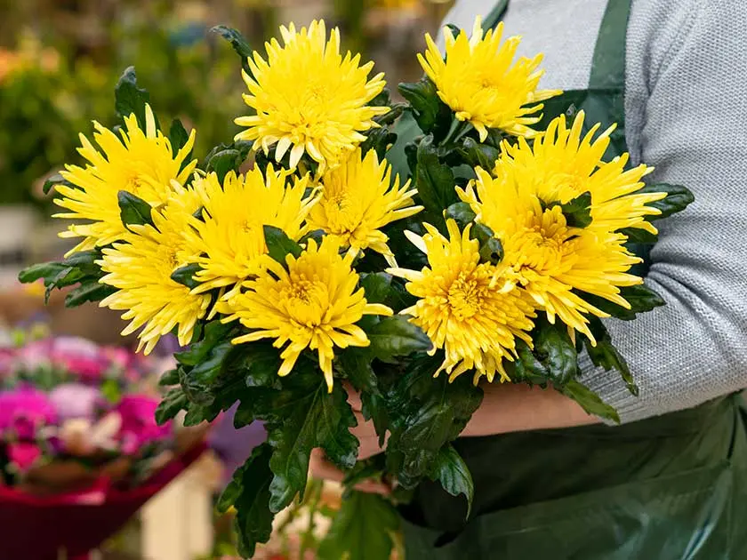 mujer-con-un-ramo-de-flores-de-crisantemos
