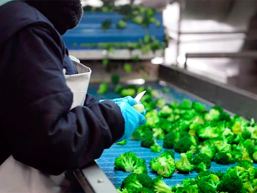 trabajador-de-La-Senda-Frozen-Foods-w