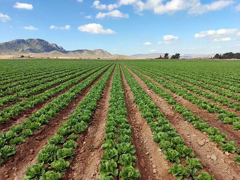 jumilla_plantacion