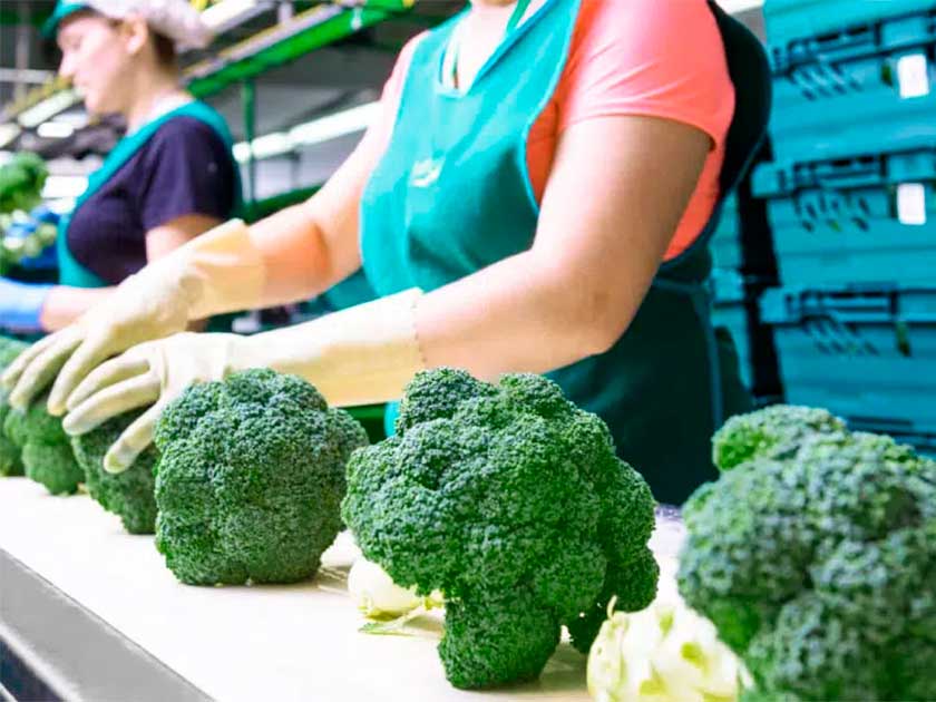 brocoli-santa-eulalia