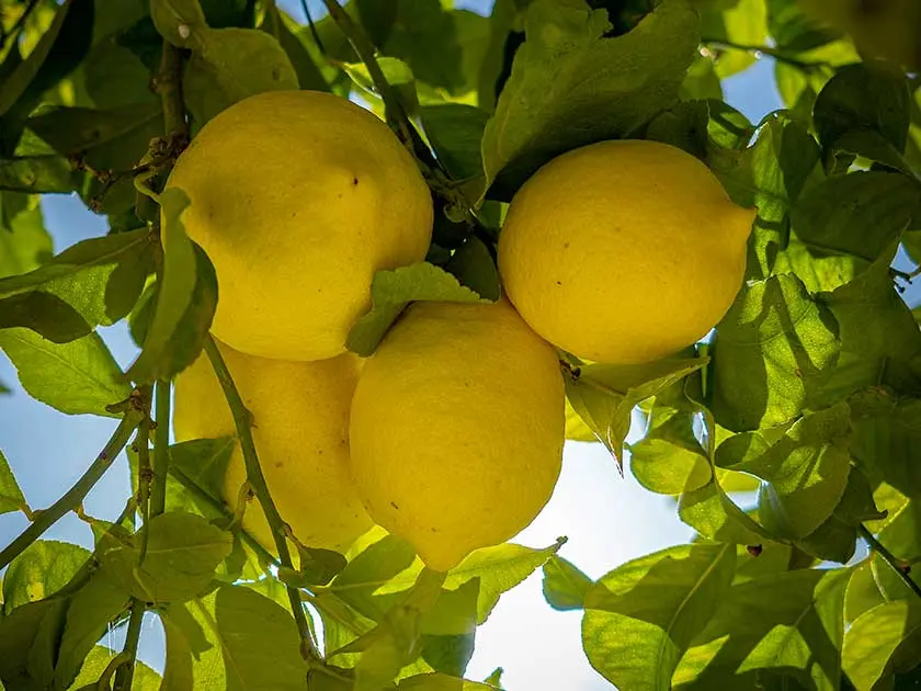 limon-arbol