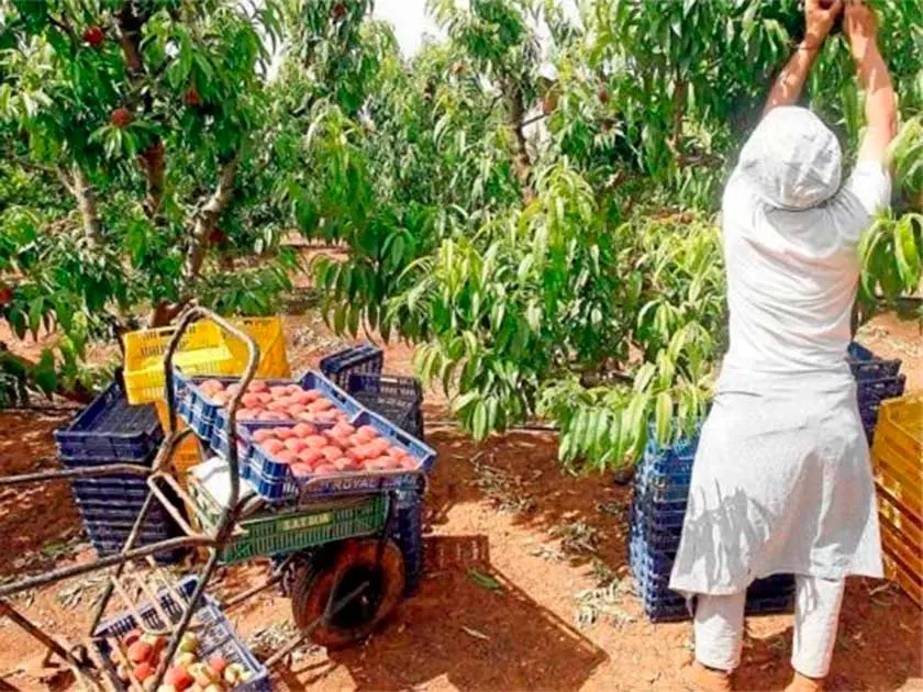 agricultura-fruta-hueso